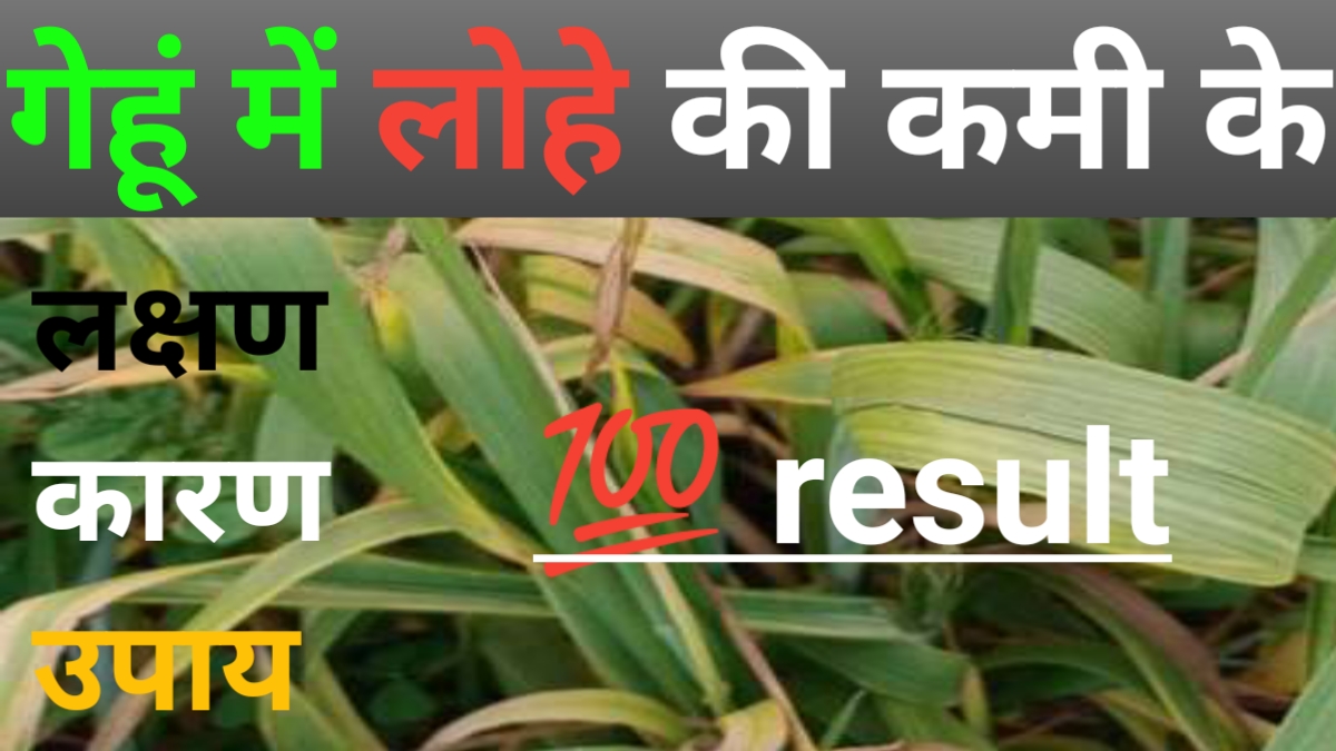 गेहूं में लोहे कमी के लक्षण