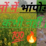 सरसों में मरगोजा का इलाज