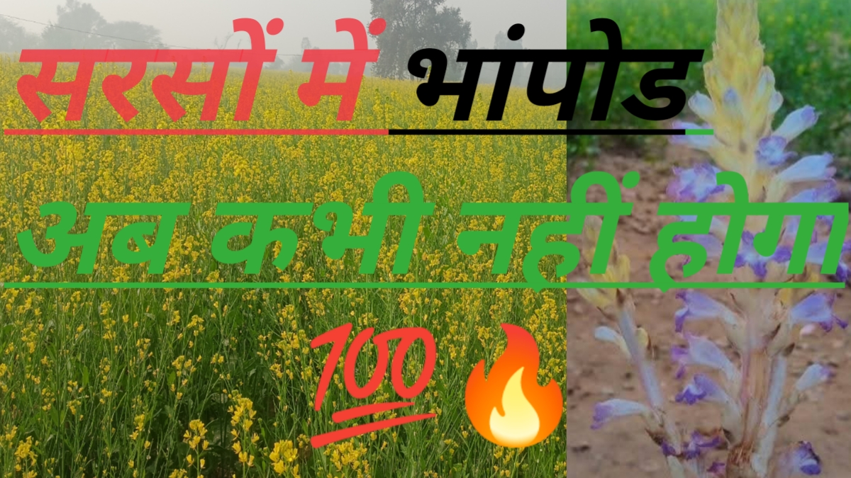 सरसों में मरगोजा का इलाज