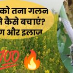 सरसों में तना गलन रोग