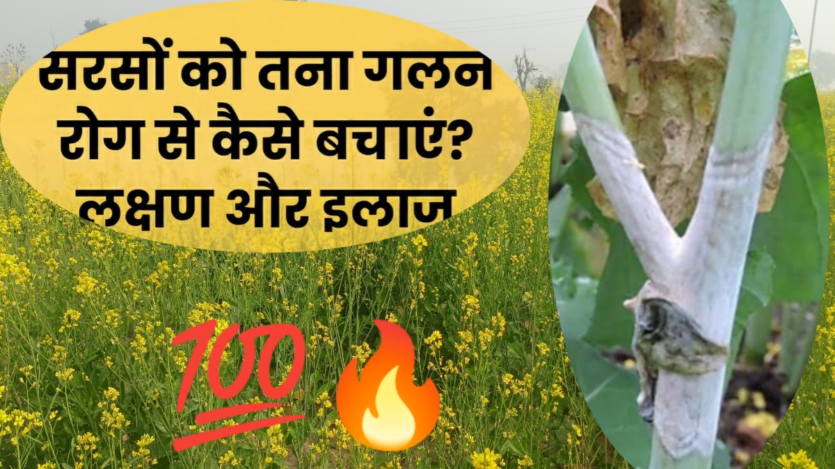 सरसों में तना गलन रोग